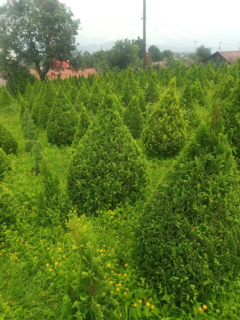 ARBOL DE  NAVIDAD (copia)